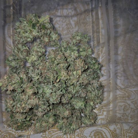 Tangerine dream 🌴 (60-65bt)  growlog timeline photo