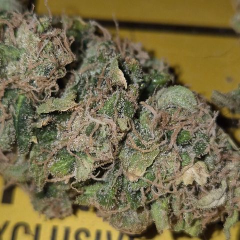 Tangerine dream 🌴 (60-65bt)  growlog timeline photo