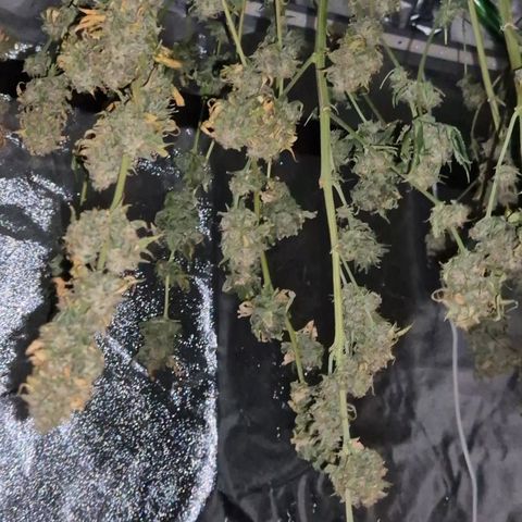Tangerine dream 🌴 (60-65bt)  growlog timeline photo