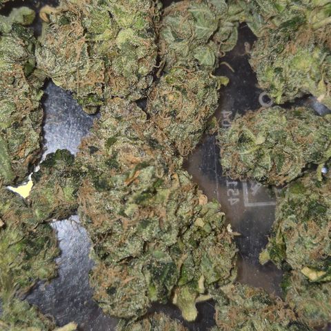 💚Bubba kush 🦝 (56-63 BT) growlog timeline photo