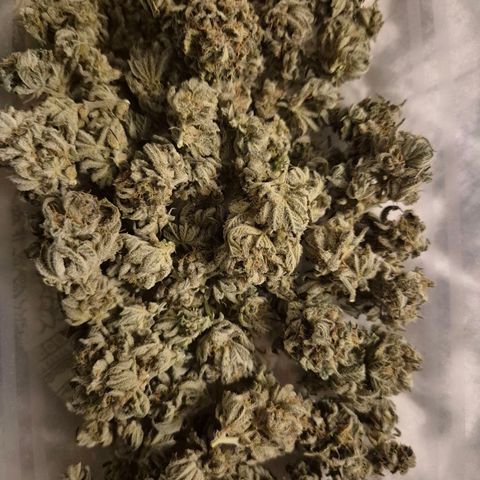 Mimosa evo stecki  🍊🍋🍍 (65-70bt) growlog photo: Luftgetrocknet am stamm, dann ins netz