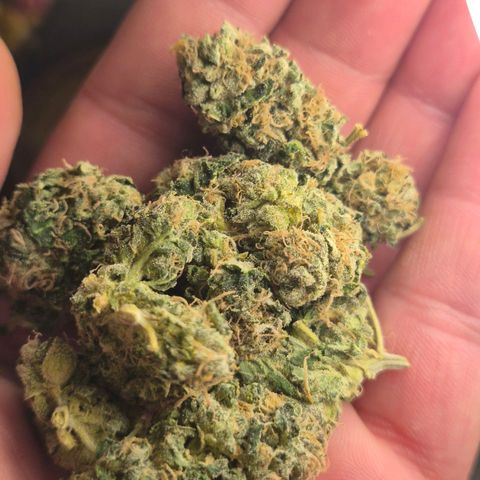 💚Bubba kush 🦝 (56-63 BT) growlog timeline photo