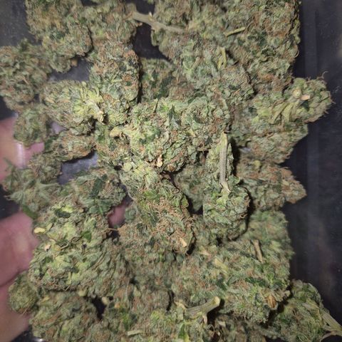 💚Bubba kush 🦝 (56-63 BT) growlog timeline photo