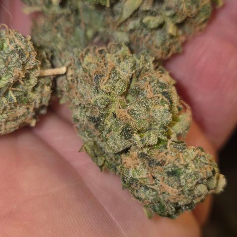 💚Bubba kush 🦝 (56-63 BT) growlog timeline photo