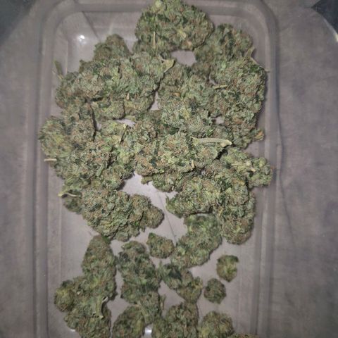 💚Bubba kush 🦝 (56-63 BT) growlog timeline photo