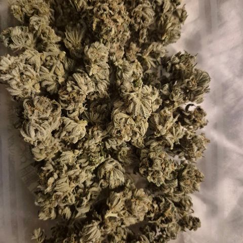 Mimosa evo stecki  🍊🍋🍍 (65-70bt) growlog photo: Luftgetrocknet erst am stamm, dann im netz
