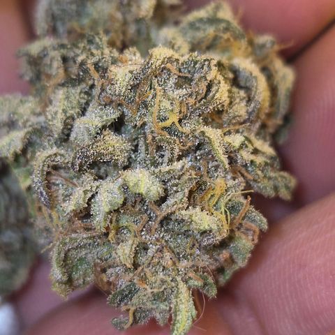 Mimosa evo stecki  🍊🍋🍍 (65-70bt) growlog photo: Voller trichome🤩