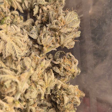 Mimosa evo stecki  🍊🍋🍍 (65-70bt) growlog timeline photo