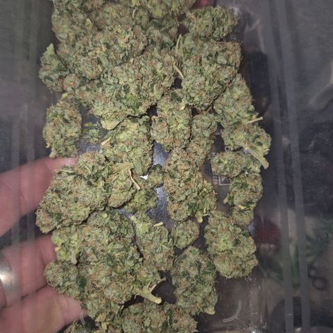 💚Bubba kush 🦝 (56-63 BT) growlog timeline photo