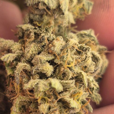 Mimosa evo stecki  🍊🍋🍍 (65-70bt) growlog photo: Voller trichome🤩