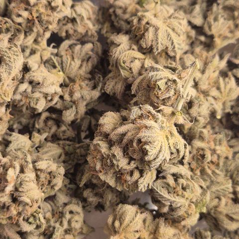 Mimosa evo stecki  🍊🍋🍍 (65-70bt) growlog timeline photo
