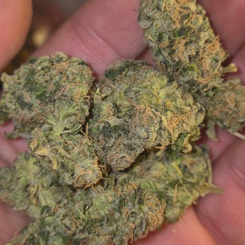 💚Bubba kush 🦝 (56-63 BT) growlog timeline photo