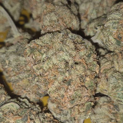 Mimosa evo stecki  🍊🍋🍍 (65-70bt) growlog timeline photo