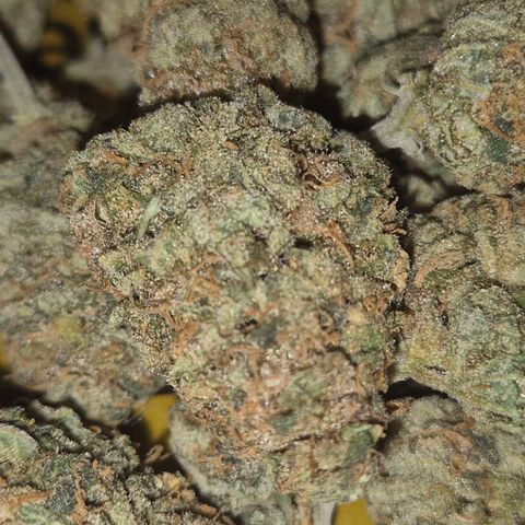 Mimosa evo stecki  🍊🍋🍍 (65-70bt) growlog timeline photo