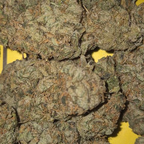 Mimosa evo stecki  🍊🍋🍍 (65-70bt) growlog timeline photo