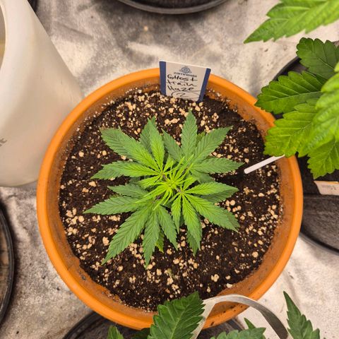 Ghost Train Haze (77-84 Tage) growlog timeline photo