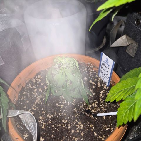 Ghost Train Haze (77-84 Tage) growlog timeline photo