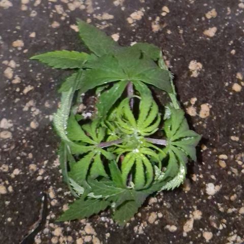 Ghost Train Haze (77-84 Tage) growlog timeline photo
