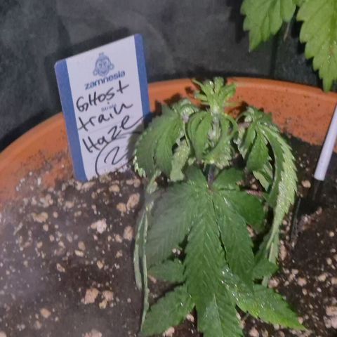 Ghost Train Haze (77-84 Tage) growlog timeline photo