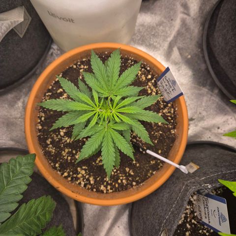 Ghost Train Haze (77-84 Tage) growlog timeline photo