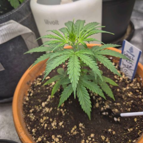 Ghost Train Haze (77-84 Tage) growlog timeline photo
