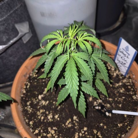 Ghost Train Haze (77-84 Tage) growlog timeline photo