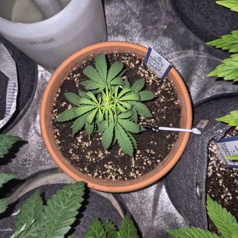 Ghost Train Haze (77-84 Tage) growlog timeline photo