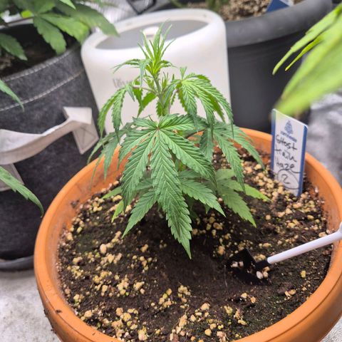 Ghost Train Haze (77-84 Tage) growlog timeline photo