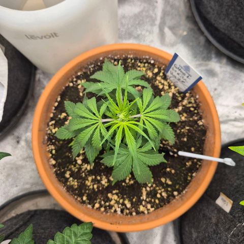 Ghost Train Haze (77-84 Tage) growlog timeline photo