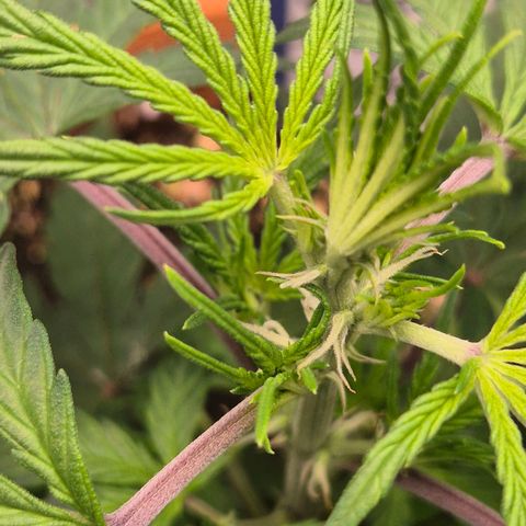 Ghost Train Haze (77-84 Tage) growlog timeline photo
