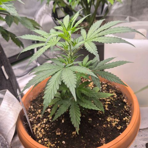 Ghost Train Haze (77-84 Tage) growlog timeline photo