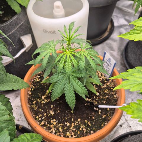Ghost Train Haze (77-84 Tage) growlog timeline photo