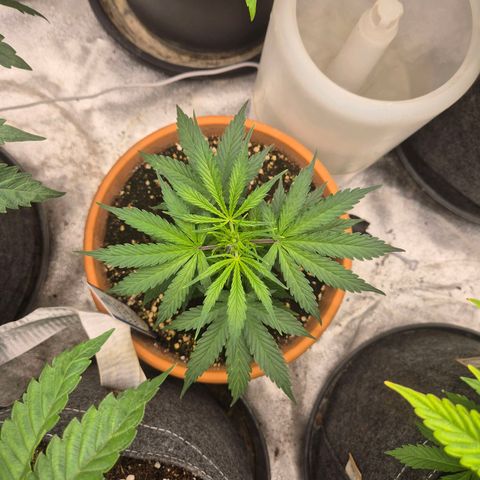 Ghost Train Haze (77-84 Tage) growlog timeline photo