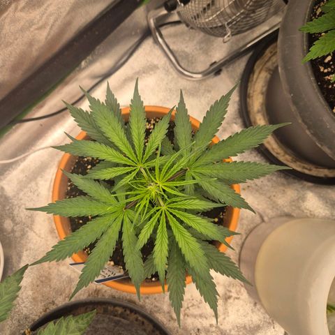 Ghost Train Haze (77-84 Tage) growlog photo: Super erholt