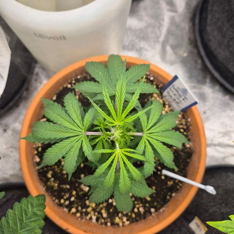 Ghost Train Haze (77-84 Tage) growlog timeline photo