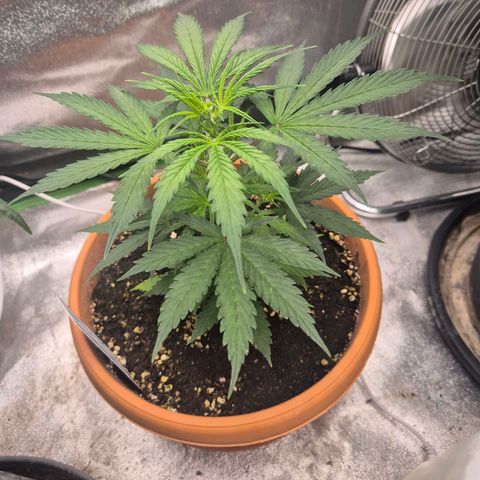 Ghost Train Haze (77-84 Tage) growlog photo: Super erholt