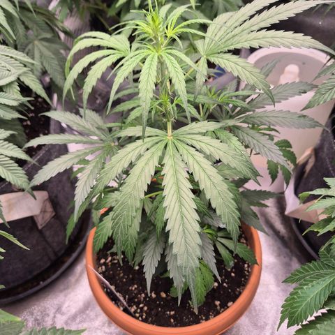 Ghost Train Haze (77-84 Tage) growlog timeline photo