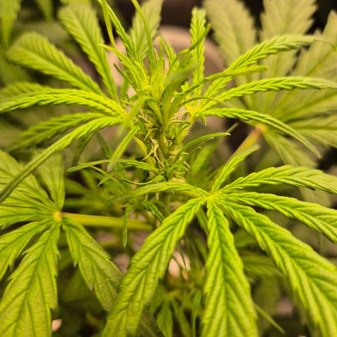 Ghost Train Haze (77-84 Tage) growlog photo: 🤘