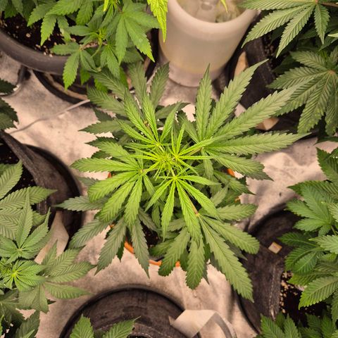 Ghost Train Haze (77-84 Tage) growlog timeline photo
