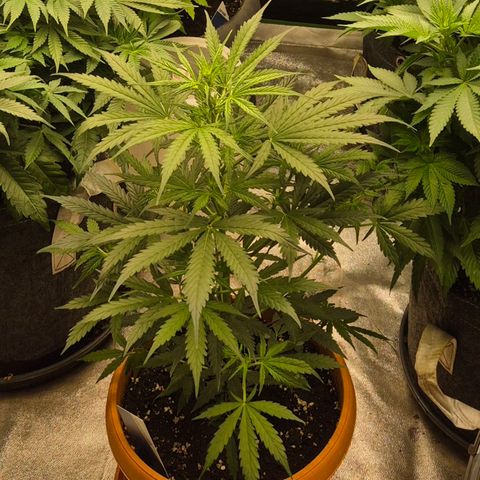 Ghost Train Haze (77-84 Tage) growlog timeline photo