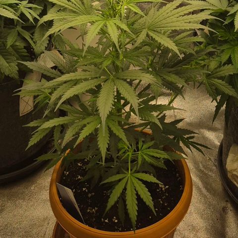 Ghost Train Haze (77-84 Tage) growlog timeline photo