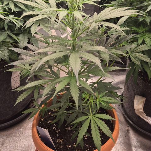 Ghost Train Haze (77-84 Tage) growlog timeline photo