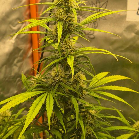Ghost Train Haze (77-84 Tage) growlog timeline photo
