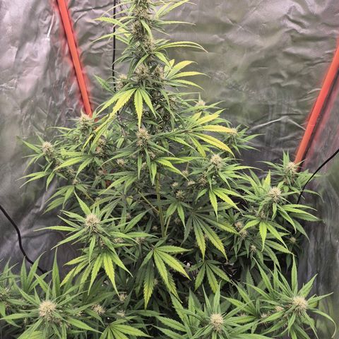 Ghost Train Haze (77-84 Tage) growlog timeline photo