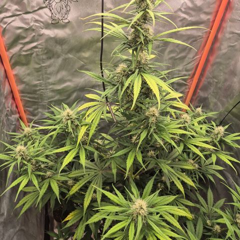 Ghost Train Haze (77-84 Tage) growlog timeline photo