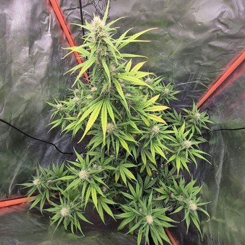 Ghost Train Haze (77-84 Tage) growlog timeline photo