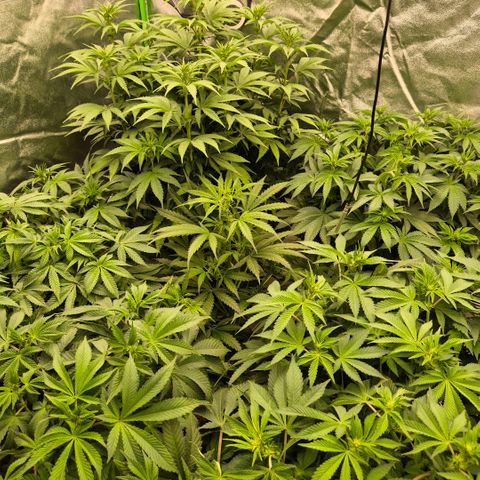Ghost Train Haze (77-84 Tage) growlog timeline photo