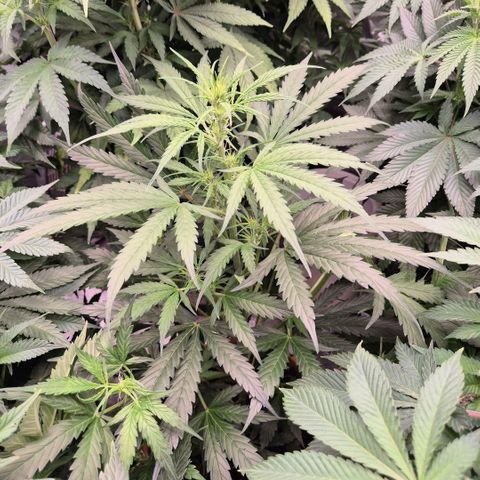 Ghost Train Haze (77-84 Tage) growlog timeline photo