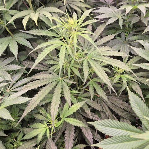 Ghost Train Haze (77-84 Tage) growlog timeline photo