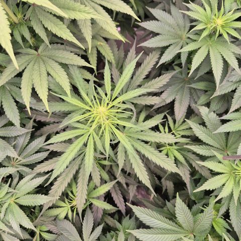 Ghost Train Haze (77-84 Tage) growlog timeline photo